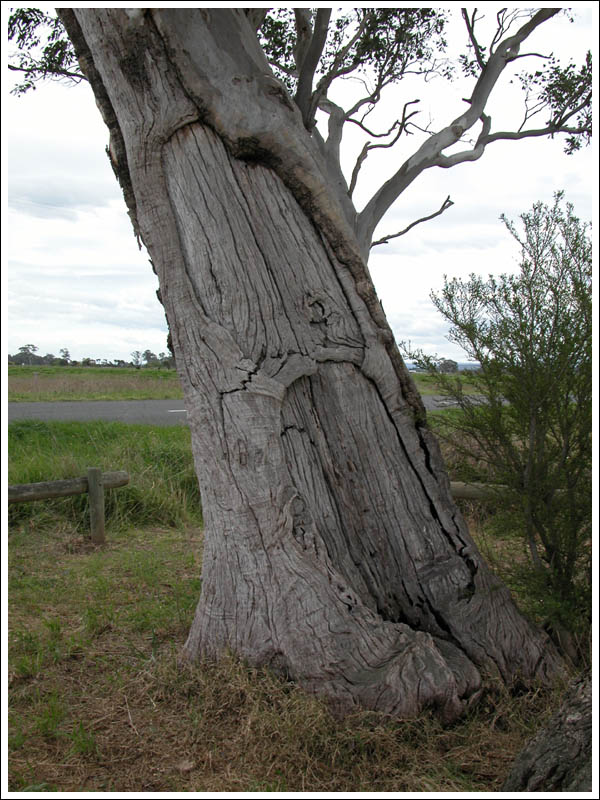 coffin tree